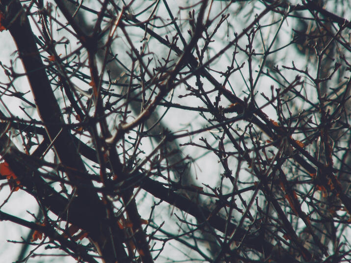 Wet Winter